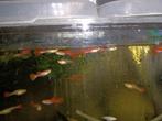 Show gradatie red blond guppy mannen, Dieren en Toebehoren
