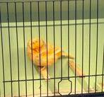 Norwich man, Animaux & Accessoires, Oiseaux | Canaris, Mâle, Canari de posture