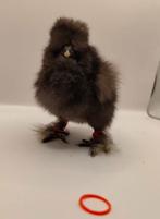 Usa zijdehoen hen kuikens, Dieren en Toebehoren, Vrouwelijk, Kip