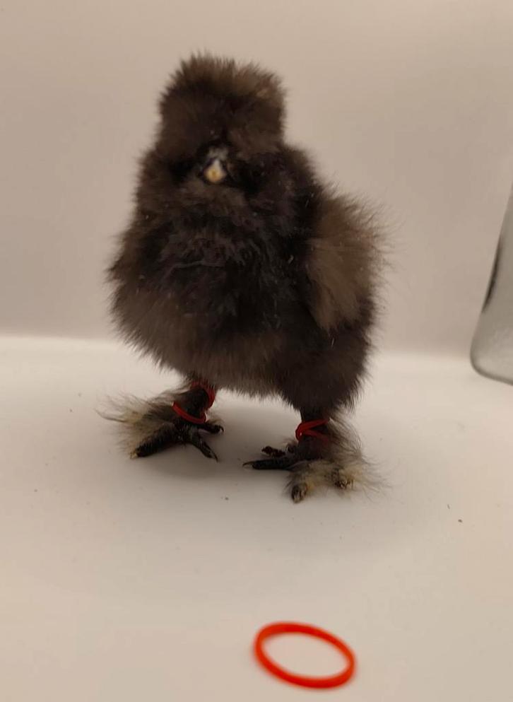 Usa zijdehoen hen kuikens, Dieren en Toebehoren, Pluimvee, Kip, Vrouwelijk