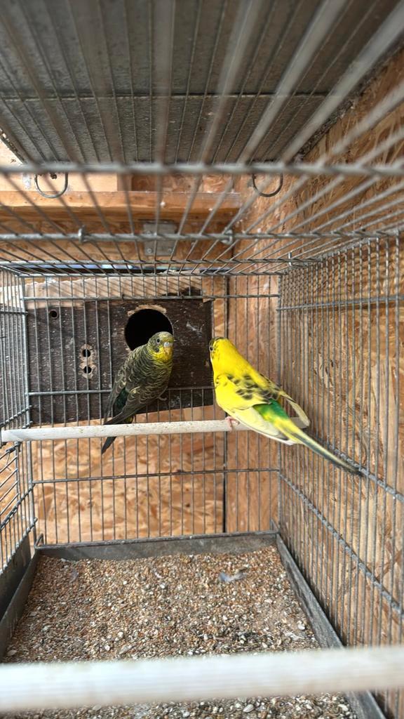 Bonte bf koppels, Dieren en Toebehoren, Vogels | Parkieten en Papegaaien