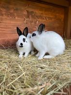 2 schattige dwergkonijntjes, Dieren en Toebehoren, Konijnen, Meerdere dieren, Dwerg, 3 tot 5 jaar