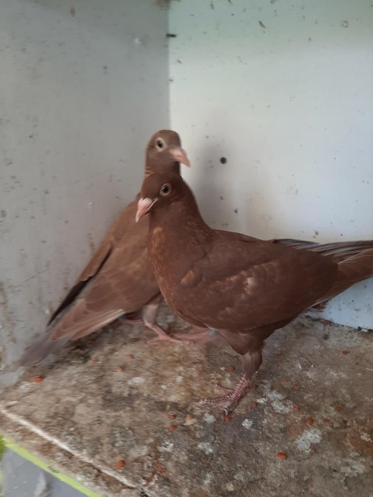 Choco meulemans postduiven