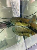 Zuid Amerikaanse cichlide, Poisson, Poisson d'eau douce