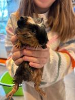 Gratis cavia beertje, Animaux & Accessoires, Janvier, Mâle