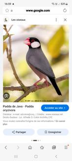 je vends un petit lot de pada +ou- 16, Animaux & Accessoires, Autres accessoires pour animaux, Enlèvement