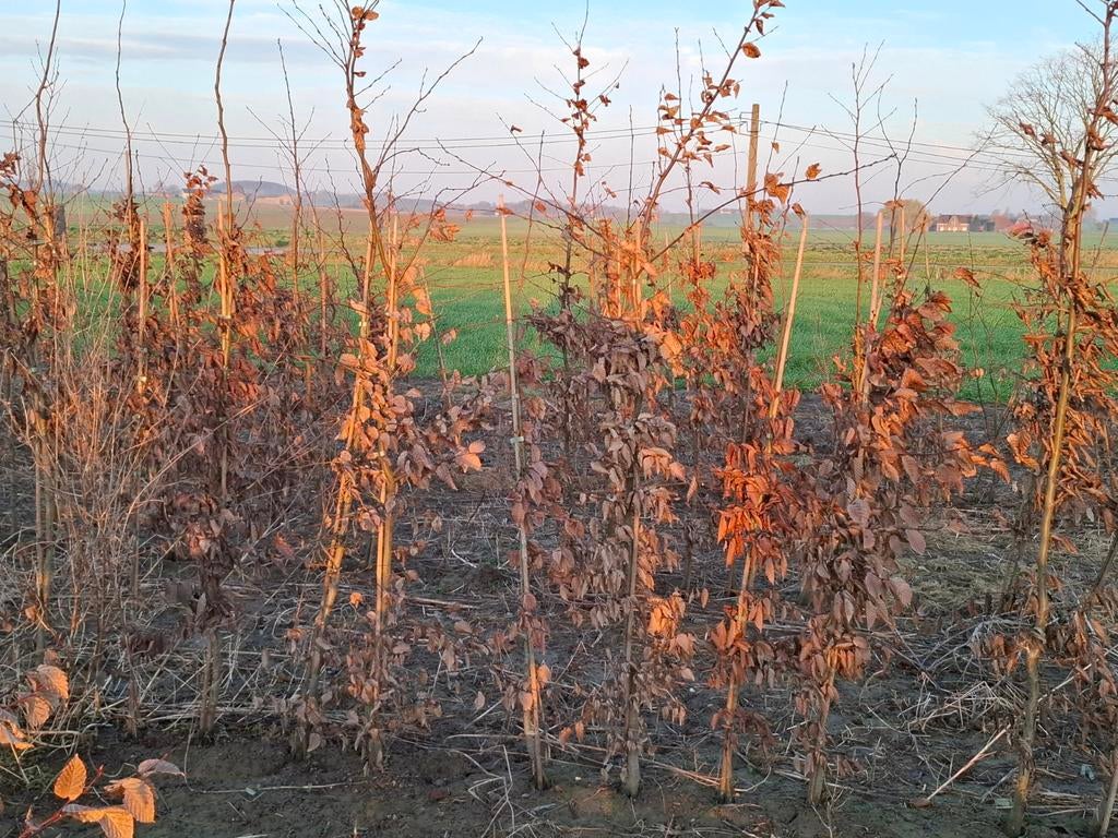 Carpinus betulus (haagbeuk), Tuin en Terras, Ophalen, Haagbeuk, Haag