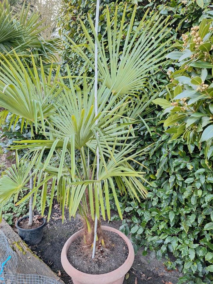 Trachycarpus Fortunei voor volle grond., Tuin en Terras, Planten | Tuinplanten, Ophalen