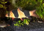 Clownbotia, Dieren en Toebehoren, Vissen | Aquariumvissen, Vis, Zoetwatervis