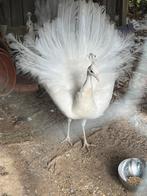 Pauw haan, Dieren en Toebehoren, Pluimvee, Mannelijk, Overige soorten