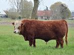 Mini hereford stier, Dieren en Toebehoren, Runderen, Mannelijk, 0 tot 2 jaar