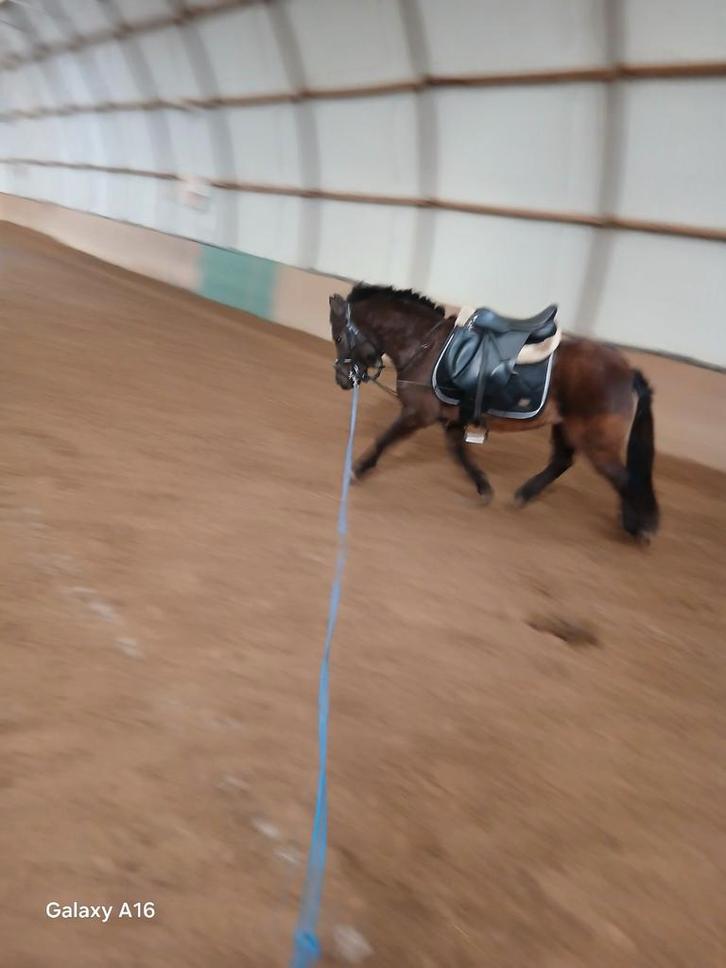 B ponny te koop 4jaar, Dieren en Toebehoren, Paarden en Pony's | Overige Paardenspullen, Nieuw, Recreatie, Ophalen