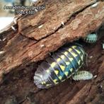 Diverse soorten isopods, Dieren en Toebehoren, Insecten en Spinnen