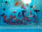 Sluierstaartmix 6/8 en 12/15, Dieren en Toebehoren