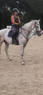 Recreatie /springpaard, Dieren en Toebehoren, Paarden, Springpaard, Gechipt, Ruin, L
