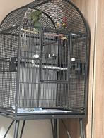 2 halsband parkieten plus kooi en toebehoren en eet bakjes, Dieren en Toebehoren, Ophalen of Verzenden, Zo goed als nieuw