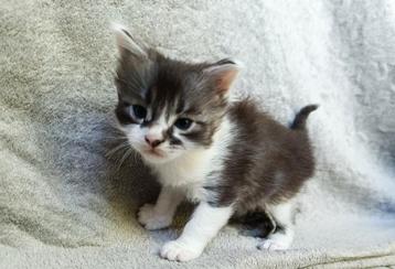 Maine Coon-kittens met stamboom  beschikbaar voor biedingen