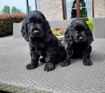 chiots cockers anglais noirs