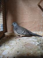 Vredes duif, Dieren en Toebehoren