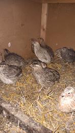 Japanse kwartels  10 stuks beschikbaar  10.voor 50€, Dieren en Toebehoren, Vogels | Overige Vogels