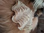 Dubbele oude schelp, Antiek en Kunst, Curiosa en Brocante, Ophalen