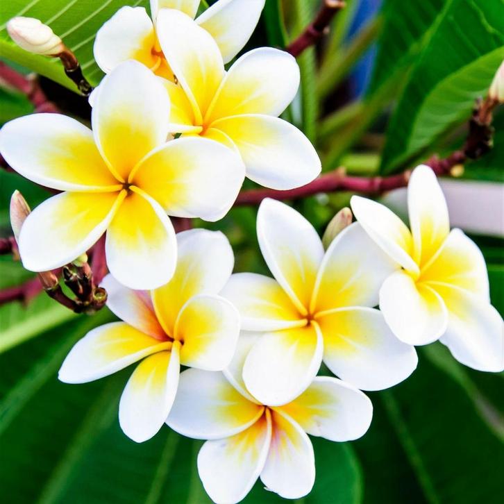 meststof voor pulmerias, Tuin en Terras, Planten | Tuinplanten, Ophalen of Verzenden