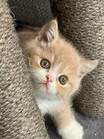 kittens Exotische korthaar, Gechipt