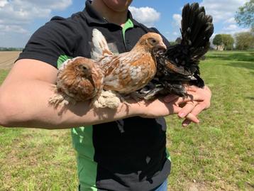 Jonge tamme Sabelpoot kriel kip gesekst + ingeënt beschikbaar voor biedingen