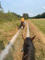Op zoek naar een nieuw thuis – 5-jarige merrie, Dieren en Toebehoren, Paarden, Merrie