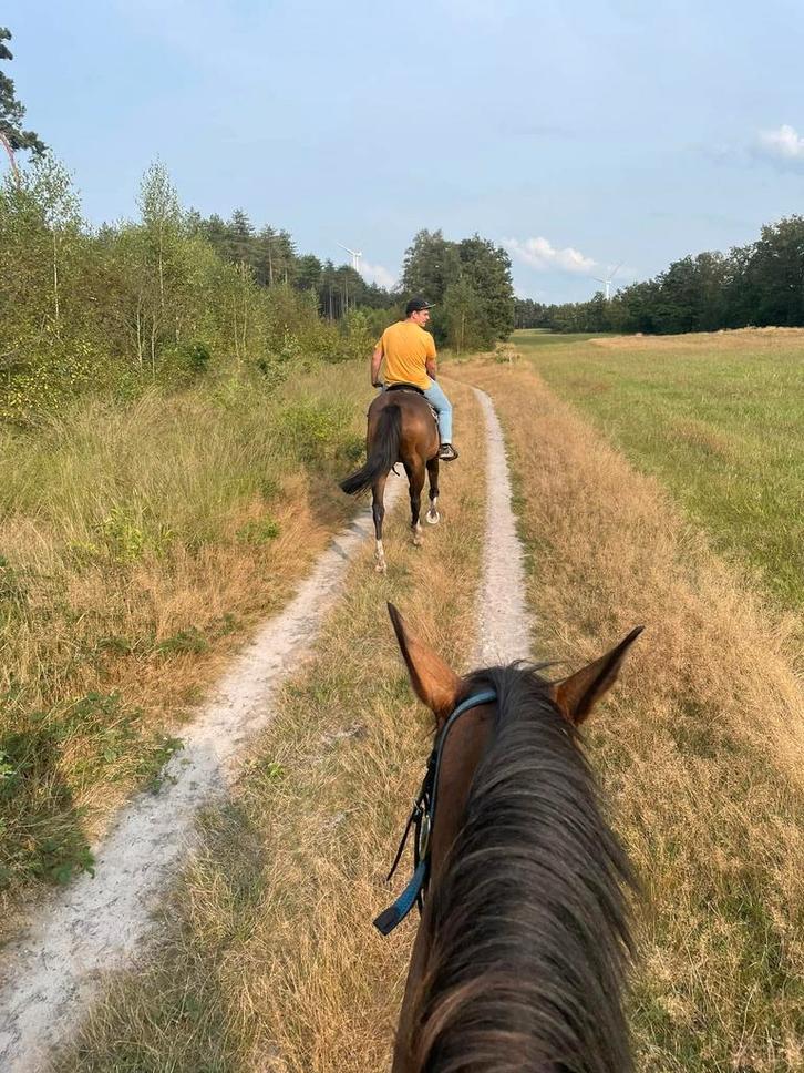 Op zoek naar een nieuw thuis – 5-jarige merrie, Dieren en Toebehoren, Paarden, Merrie