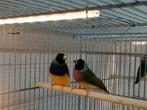 Paar Diamant de Goulds, Dieren en Toebehoren, Vogels | Overige Vogels