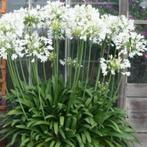 5  WITTE   agapanthus  in POT, Tuin en Terras, Planten | Tuinplanten, Ophalen, Vaste plant