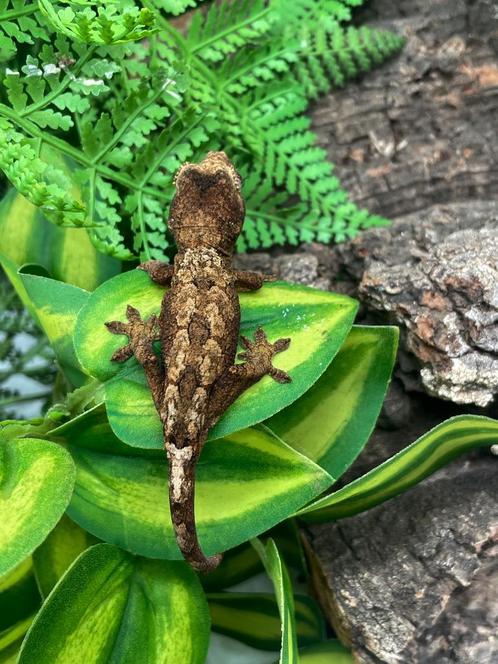 5 chahoua mainland ongesext, Dieren en Toebehoren, Reptielen en Amfibieën