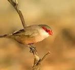 Mooi koppeltje sint helena fazantjes, Dieren en Toebehoren, Vogels | Overige Vogels, Meerdere dieren, Tropenvogel