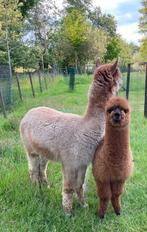 Drachtige alpaca merrie + cria merrie te koop, Dieren en Toebehoren, Overige Dieren, September, Vrouwelijk