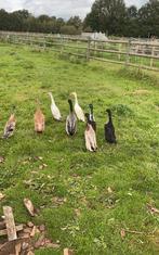 Indische loopeenden woerden, Dieren en Toebehoren, Mannelijk, Eend