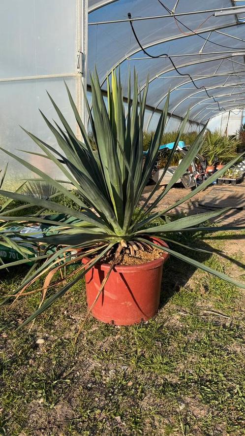 Yucca gloriosa - groot, Tuin en Terras, Planten | Tuinplanten, Ophalen