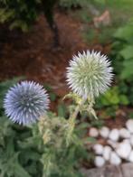 kogel distel, Jardin & Terrasse, Plantes | Jardin, Autres espèces, Plein soleil, Été, Enlèvement