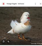 Gezocht gezocht , mannetje mandarijneend wit, Dieren en Toebehoren, Pluimvee