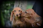 Teckel pups korthaar, CDV (hondenziekte), Meerdere, 8 tot 15 weken, Meerdere dieren