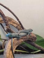 Green keel belied lizard, gastropholis prasina, Dieren en Toebehoren