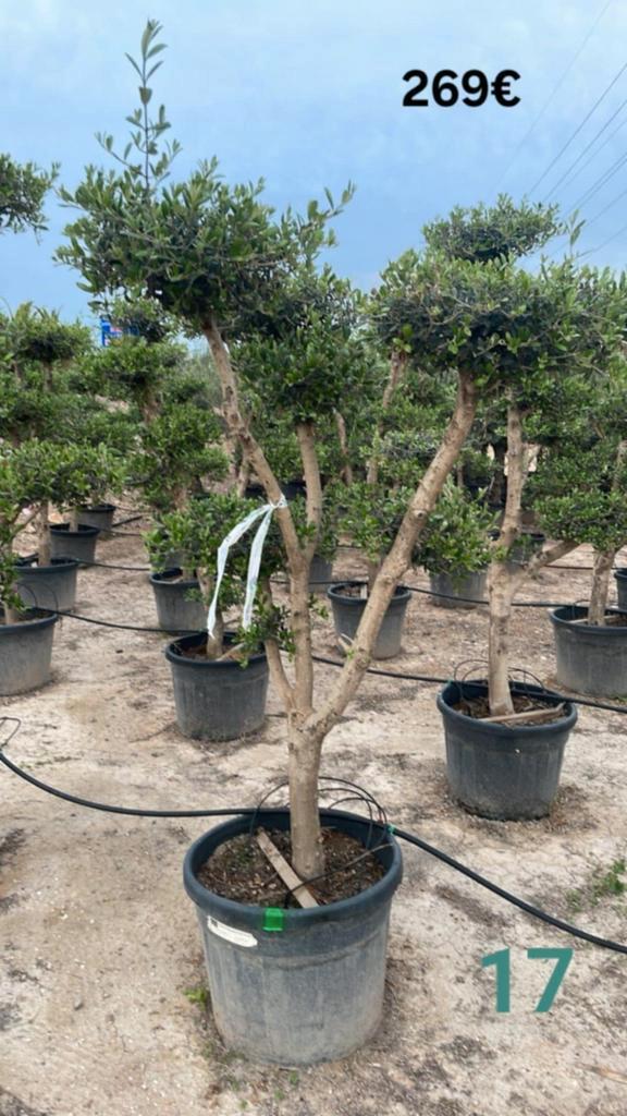 ‼️olijfbomen olea europaea plato aan promoprijzen‼️, Tuin en Terras, Planten | Bomen, Ophalen
