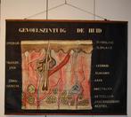 Antieke schoolkaart gevoelszintuig de huid, Antiek en Kunst, Ophalen