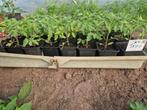 Tomatenplanten pyros F1 en trostomaten, Ophalen