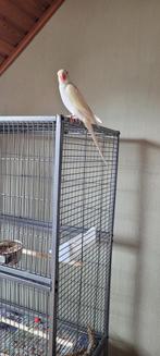 Wit/gele halsbandparkiet met kooi en toebehoren, Dieren en Toebehoren, Tam