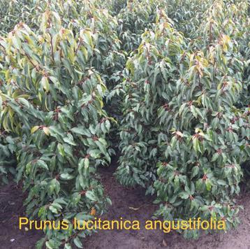 Prunus lusitanica angustifolia! beschikbaar voor biedingen