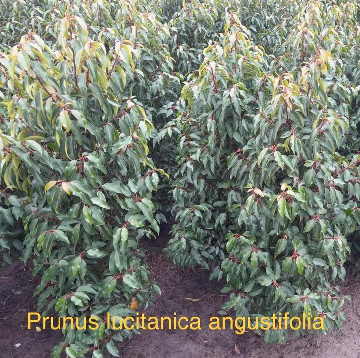 Prunus lusitanica angustifolia!, Tuin en Terras, Planten | Struiken en Hagen, Beukenhaag, Ophalen