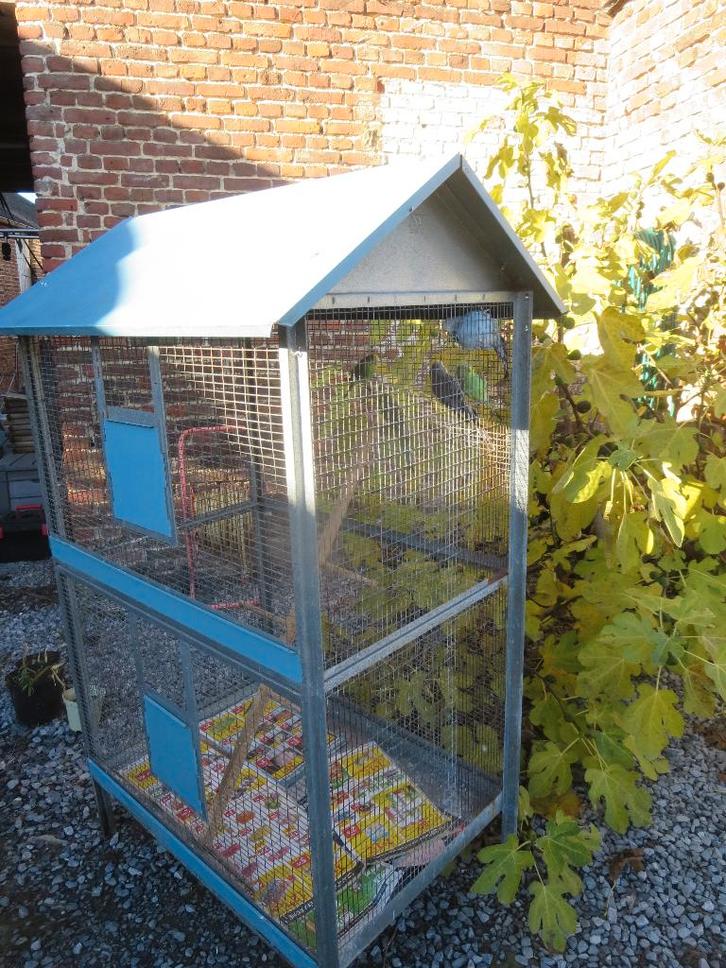 volière avec 5 perruches, Dieren en Toebehoren, Vogels | Hokken en Kooien, Volière, Ophalen
