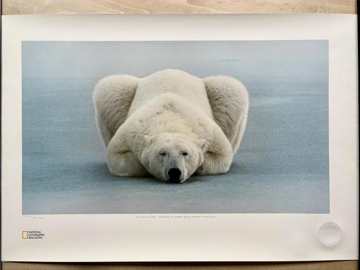 Polar Bear at Ease, by Norbert Rosing;  National Geographic, Antiek en Kunst, Kunst | Tekeningen en Fotografie, Ophalen of Verzenden