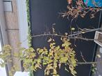 3 haagbeuken samen voor 12€.of appart zie beschrijving., Tuin en Terras, Planten | Struiken en Hagen, Ophalen, Haagbeuk, Haag